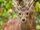 Bawean Deer