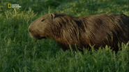Wild Argentina (2017)