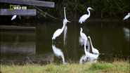 Wild Mississippi (2012)
