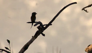 Nature's Great Events (2009)