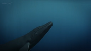 Ocean Giants (2011)