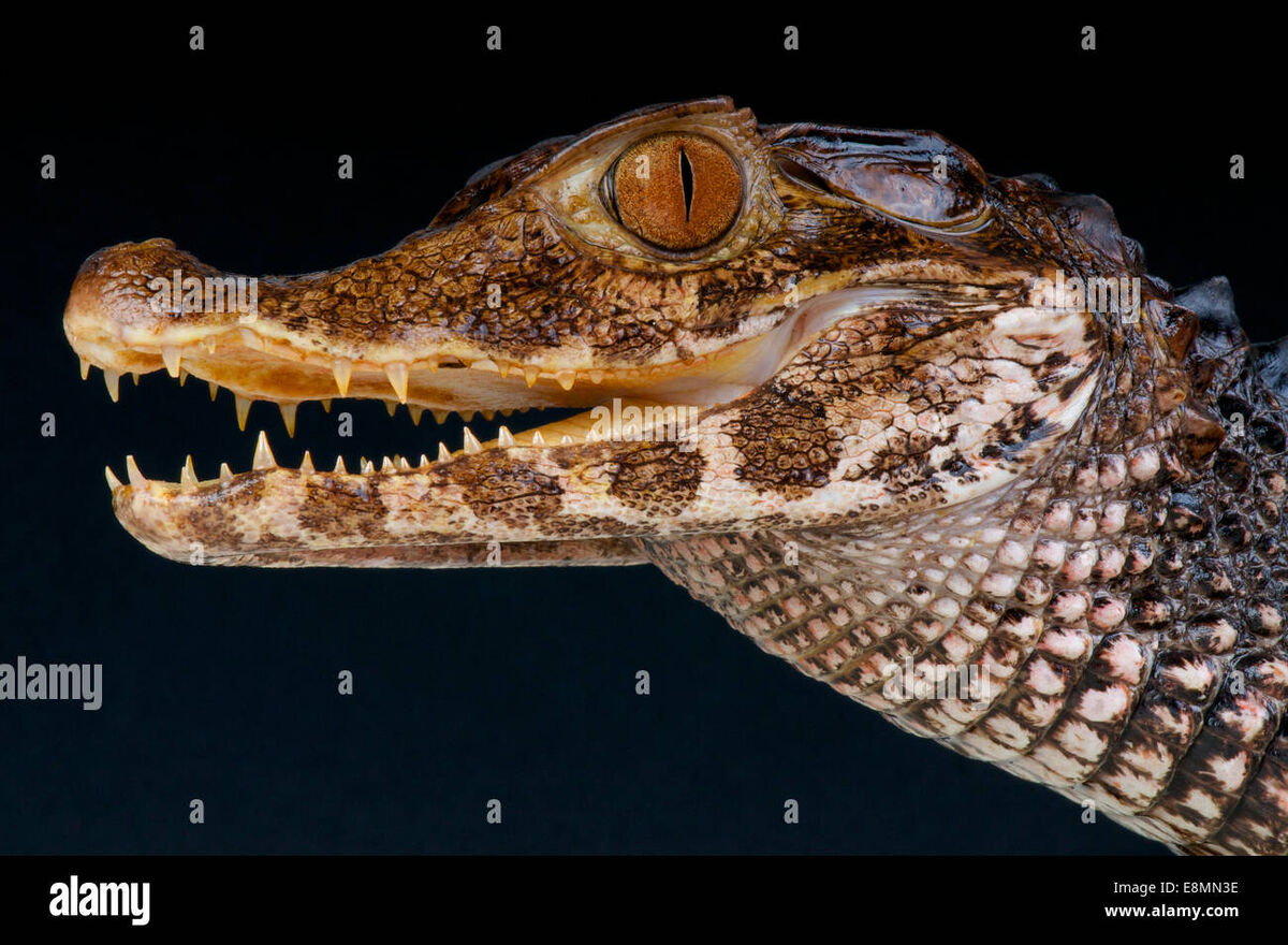 小物 WILD SWANS CROCODILE / NORMA(S) Dinosaur Kaprosuchus – Stevenson's Toys & Games