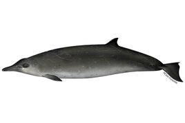 Stejneger's Beaked Whale