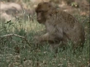 The First Eden (1987)