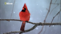 Nature's Ways: Northern Cardinal — The Christmas Bird