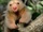 Silky Anteater