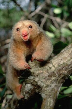 Silky Anteater | NatureRules1 Wiki | Fandom