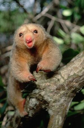 pygmy anteater