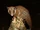 Brown-eared Woolly Opossum