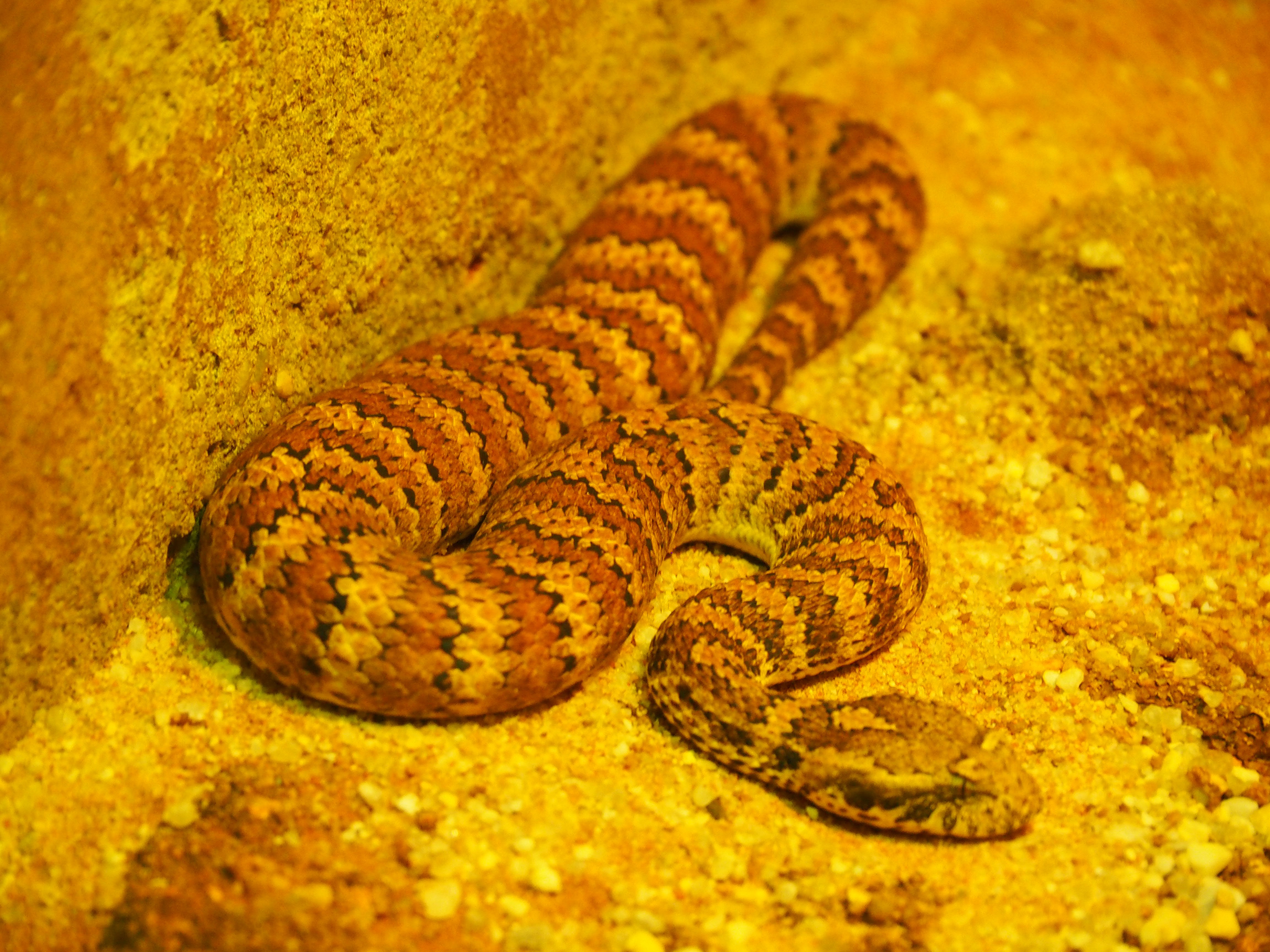 australian desert snakes
