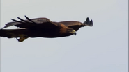 Earthflight (2012)