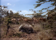 King Solomon's Mines (1950)