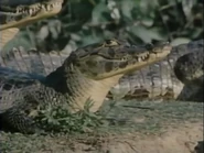 Pantanal: Prairie of Great Waters (1986)