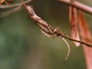 Reptiles & Amphibians (1968)