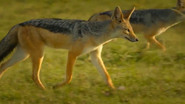 Serengeti II (2021)