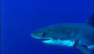 Shark Week (1987)