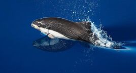 Spectacled-porpoise-breaching2