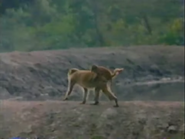 The Ganges Gharial (1985)