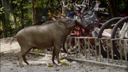 Wild City (2016)