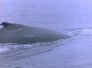 Wild Guess (1988)