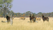 Cecil: The Legacy of a King (2020)