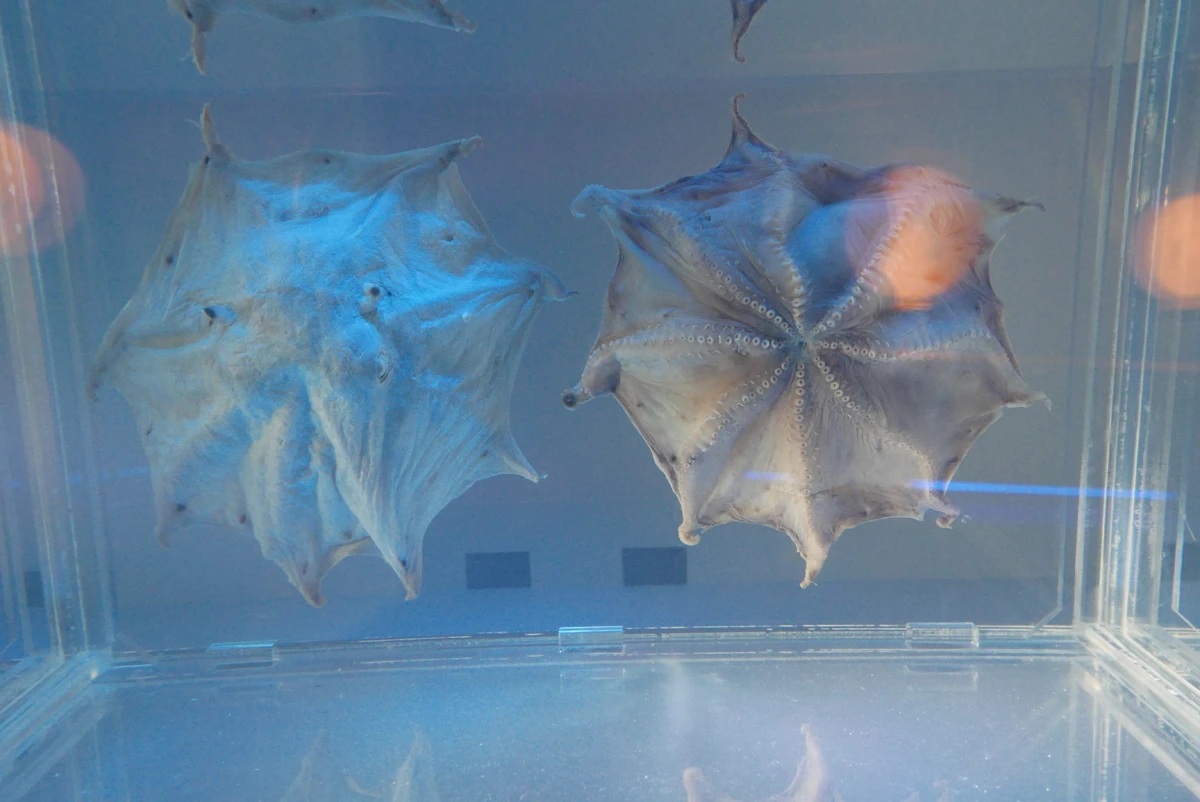 Flapjack Octopus NatureRules1 Wiki Fandom