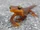 California Newt