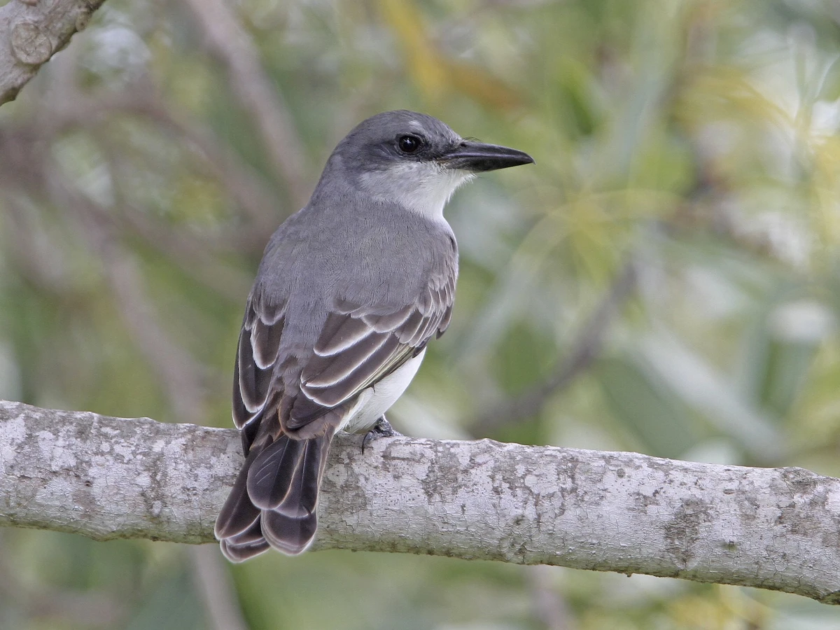 Grey Kingbird NatureRules1 Wiki Fandom