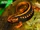 Emperor Newt