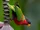 Collared Lory