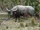 Domestic Water Buffalo