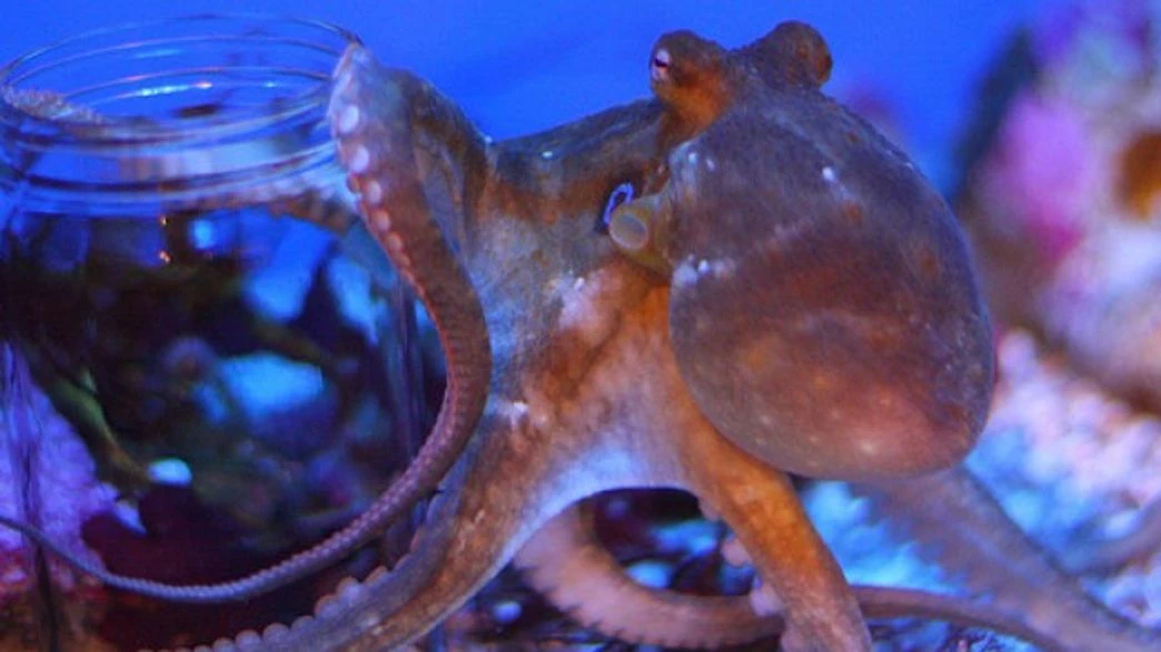 California Twospot Octopus NatureRules1 Wiki Fandom