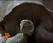 Disney's Magical World of Animals (1998)