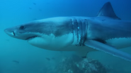Shark Divers (2011)