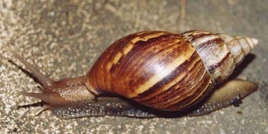 Snail, African Giant