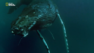 Wild 24 (2016)