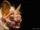 Wrinkle-faced Bat