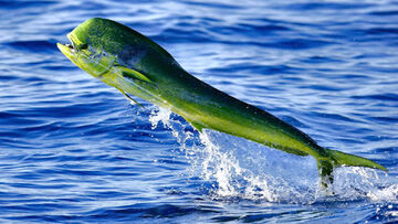 Mahi-mahi fishing - Wikipedia