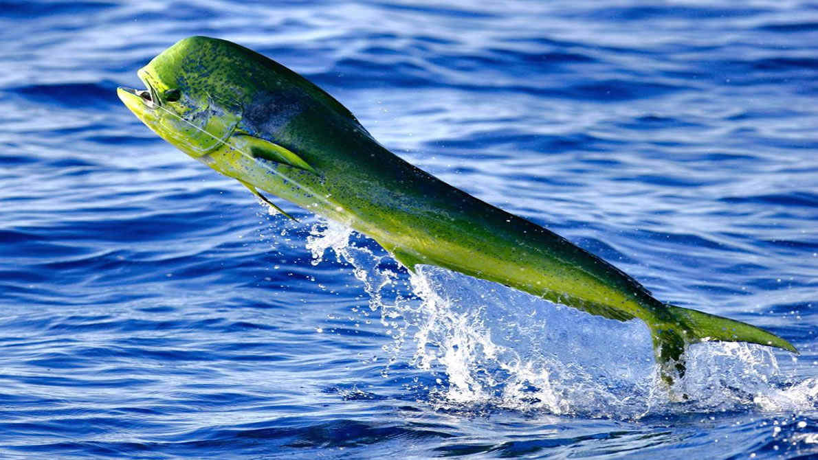 Mahi Mahi Naturerules1 Wiki Fandom