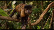 Amazonia (2013)