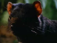 Animal Weapons (1999)