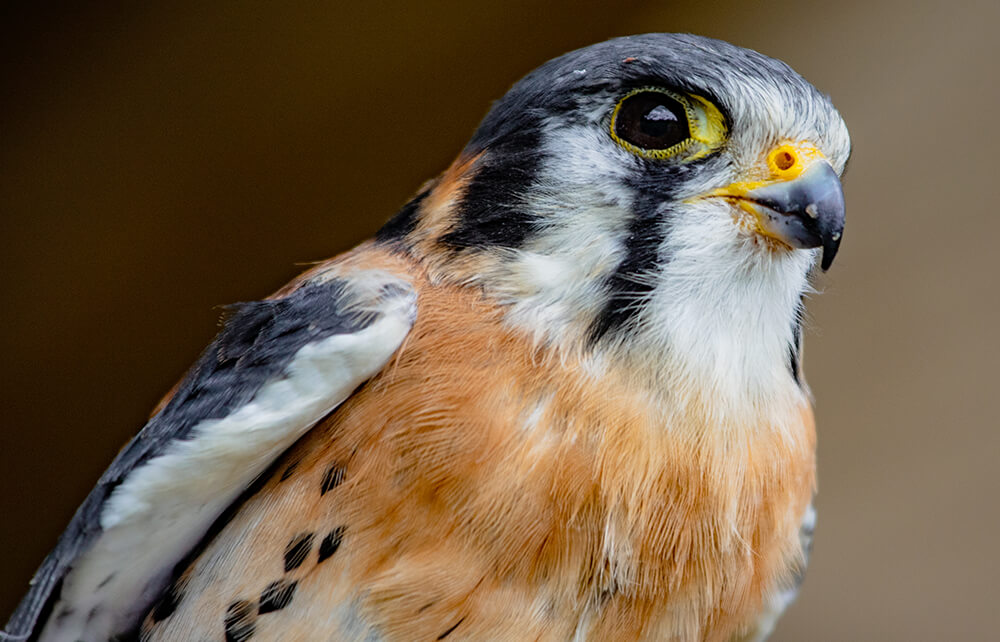 fox kestrel