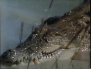 Australia's Improbable Animals (1987)