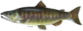 Chum salmon TimKnepp