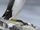 Common Murre