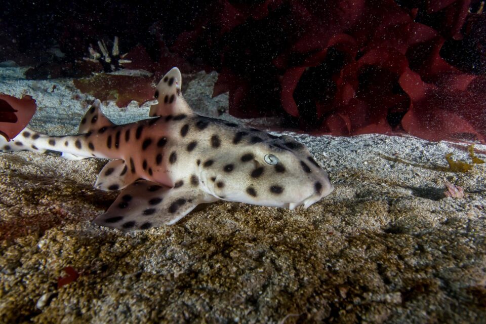 Galapagos Bullhead Shark | NatureRules1 Wiki | Fandom