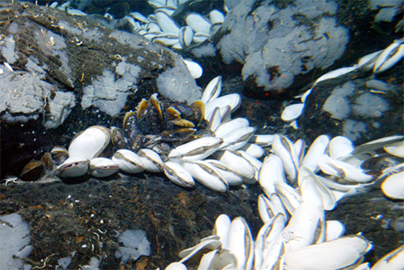 hydrothermal vent clams