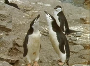 Jim Henson's The Animal Show (1994-1998)