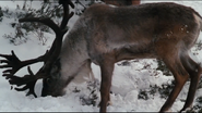 Spies Like Us (1985)