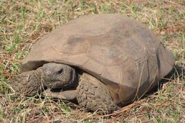 Tortoise, Gopher
